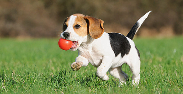 Puppy Training Course