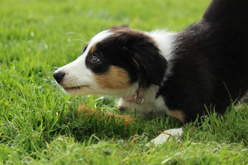 1-2-1 dog training