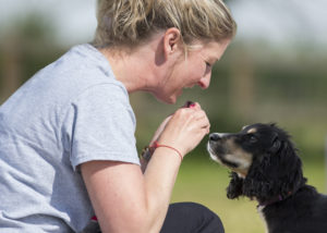 1-2-1 dog training